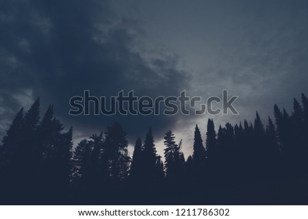 Dark silhouettes of high pines and spruces from below upwards on background of cloudy sunset sky with copy space. Coniferous trees close up in navy blue tones. Eerie atmospheric landscape.
