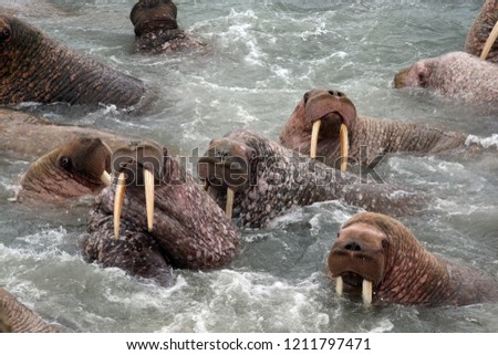 pacific walrus of Chukotka region of Russia