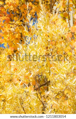 Autumn Aspens in Hope Valley California