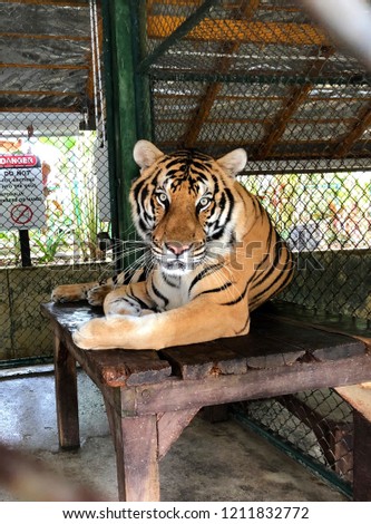 Tiger Phuket - Thailand
