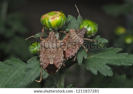 Brown marmorated stink bug (Halyomorpha halys) on green leaves (Ita: cimice asiatica; Deu: Marmorierte Baumwanze; Fra: Punaise diabolique: Spa: Bernat marbrejat)
 Royalty-Free Stock Photo #1211837281