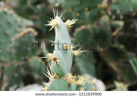 Opuntia cactus. spines