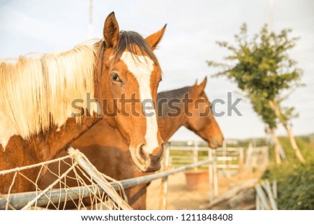 Horse in nature