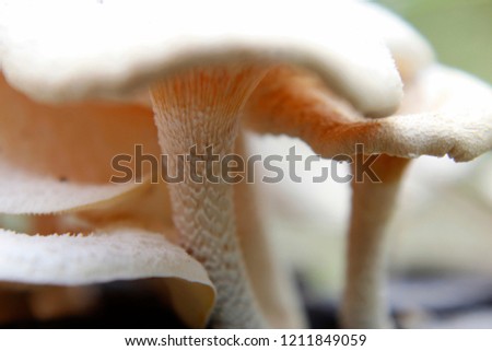 Beautiful closeup picture of Gathering forest poisonous mushrooms and edible mushrooms growing on an old tree stump or wooden log in the forest on a sunny day.Group of Mushrooms growing in the Autumn.