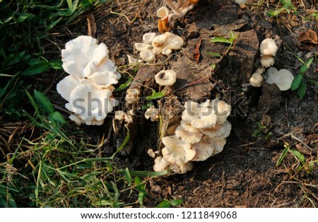 Beautiful closeup picture of Gathering forest poisonous mushrooms and edible mushrooms growing on an old tree stump or wooden log in the forest on a sunny day.Group of Mushrooms growing in the Autumn.