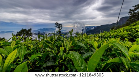 Scenic Tea State, Nonpareil Tea State, Belihuloya, Balangoda, Sri Lanka