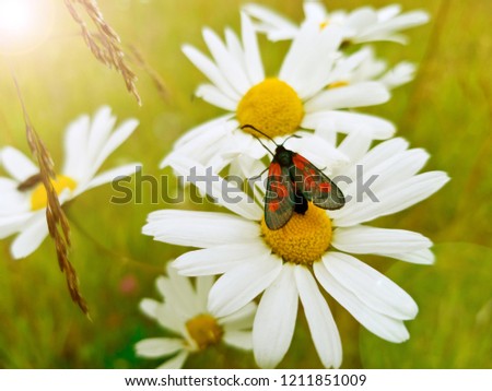 Beautiful little black and red butterfly (Zygaena filipendulae) on a Daisy flower on a bright Sunny day. A close-up shot, selective focus. The glare of the sun on the flowers