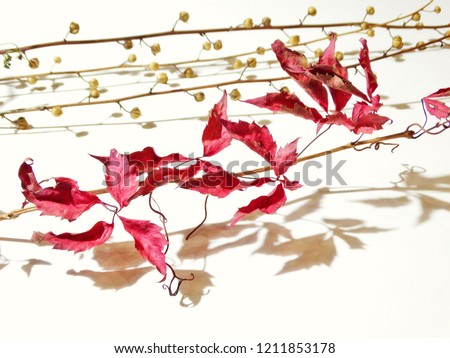 Dry wilted red foliage of wild grapes and dry branches of plants on a white background