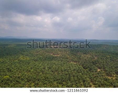 Aerial View Of Green Palm Plantation in Asia During Sunrise