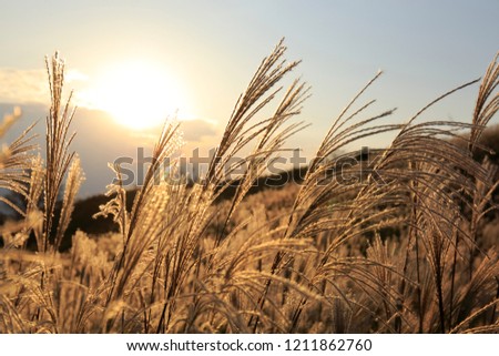 The golden shining japanese susuki grass of the Katsuragi Plateau Royalty-Free Stock Photo #1211862760