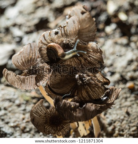 Snail on brown mushrooms