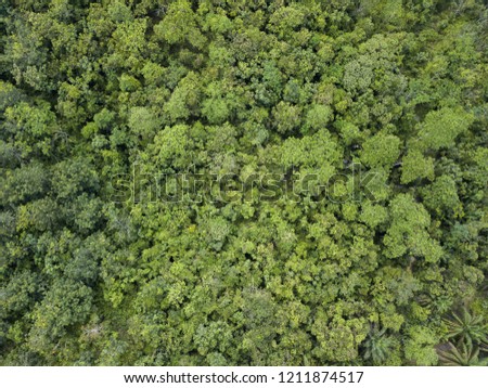 Top View Of A Green Forest. Natural Background. Drone Photograph