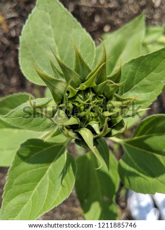 New Sunflower Bud