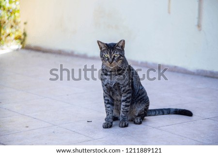 hungry street cats in Haifa