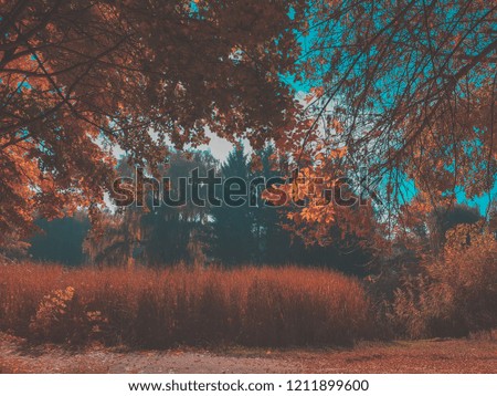 Autumn city park. Park in the fall. Bright autumn trees in the park. Sunny day. Toned photo with teal and orange.