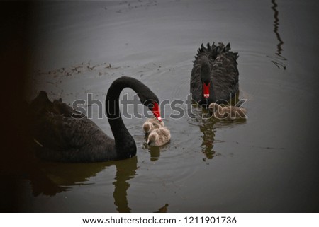Black Swan and 3 Balls Swim in the lake
