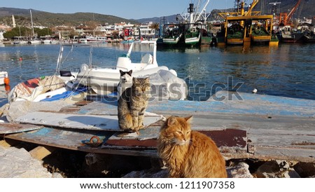 Cats in the harbor