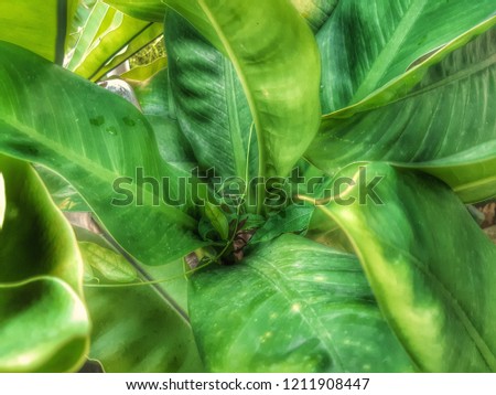 The Green leaf