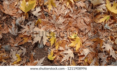 Colorful autumn leaves. Natural background