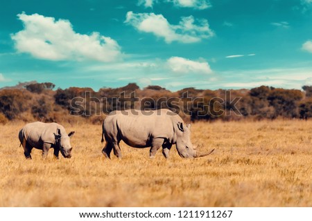 rhino family, mother with baby of white rhinoceros Khama Rhino Sanctuary reservation, Botswana safari wildlife, Wild animal in the nature habitat. This is Africa. Royalty-Free Stock Photo #1211911267