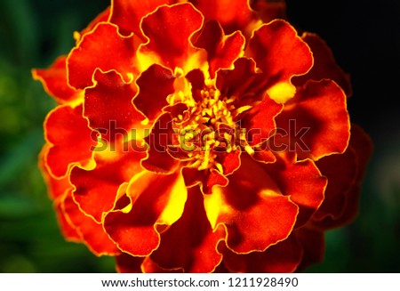 Beautiful orange flower marigold in the garden