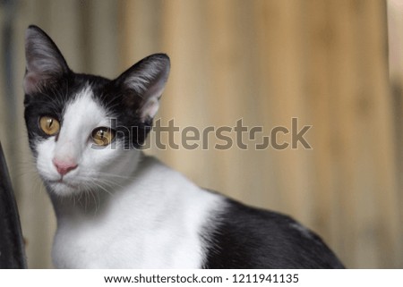 Cute Cat looking at something with copy space