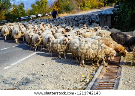 Large herd of sheep at morning time, Georgia.