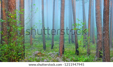 Foggy sunrise in the beautiful deciduous forest in Latvia.