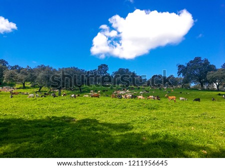 Scenic view of goats grazing on  meadow against clear sky.