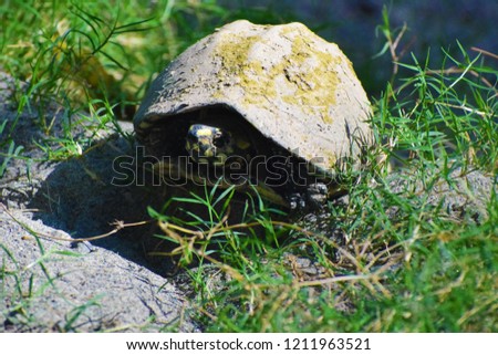 Baby tortoise in grass