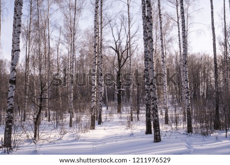 Winter landscape with snow covered birch forest