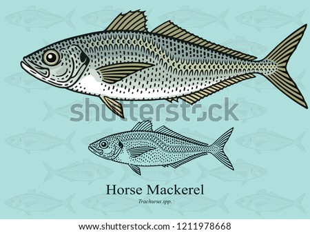 Horse Mackerel. Vector illustration with refined details and optimized stroke that allows the image to be used in small sizes (in packaging design, decoration, educational graphics, etc.)