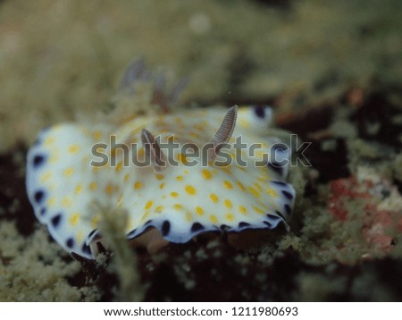 Nudibranch, Goniobrachus alius., underwater macro photo of colorful sea slug at Pataya, Thailand.