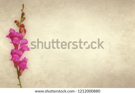 Snapdragon flowers on old paper background with copy space