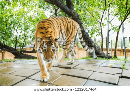 Bengal Tiger look at camera in park. Animal wildlife in park.