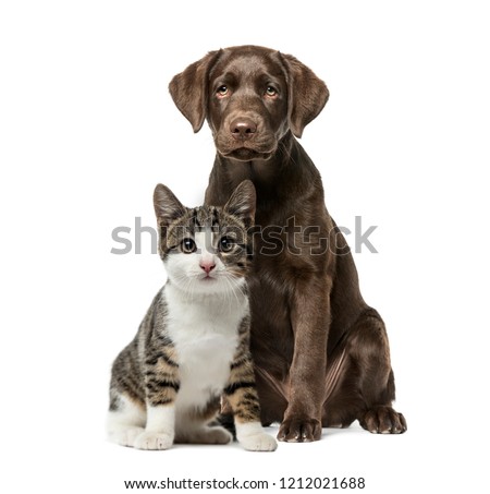 Puppy Labrador Retriever sitting, kitten domestic cat sitting, in front of white background