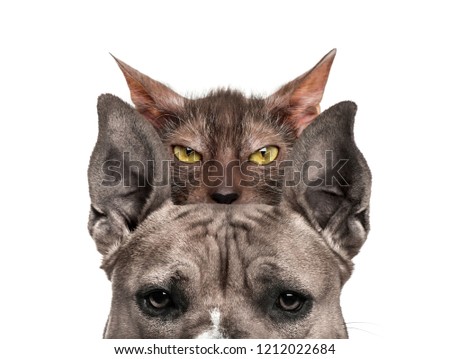 American mastiff with Lykoi cat behind, in front of white background