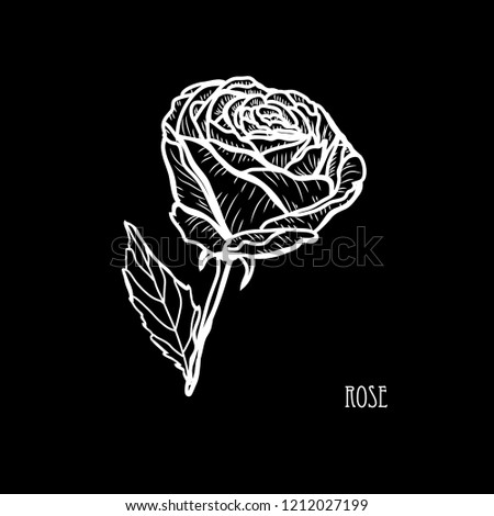 Decorative rose flower, design element. Can be used for cards, invitations, banners, posters, print design. Floral background in line art style