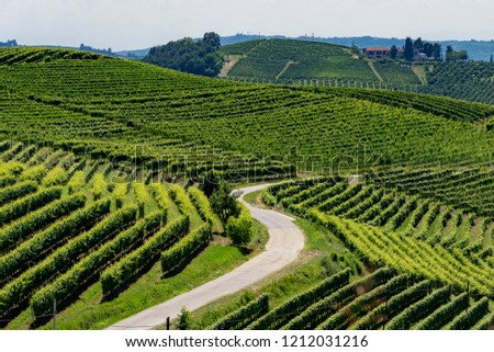 Vineyards in the Langhe near Barbaresco and Alba, Cuneo, Piedmont, Italy, at summer