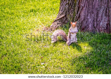 A Fox Squirrel in Albany, New York