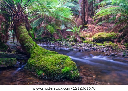 Russell Falls Creek, Tasmania, Australia.
Long exposure photography from Mount Field National Park.