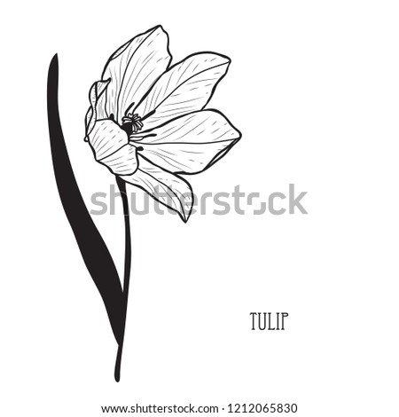 Decorative tulip flower, design element. Can be used for cards, invitations, banners, posters, print design. Floral background in line art style