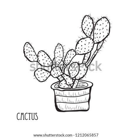 Decorative cactus plant, design element. Can be used for cards, invitations, banners, posters, print design. Floral background in line art style