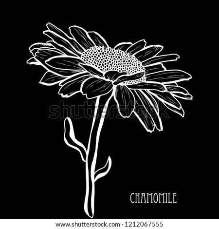 Decorative chamomile  flower, design element. Can be used for cards, invitations, banners, posters, print design. Floral background in line art style