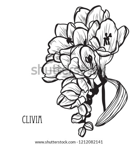 Decorative clivia flowers, design elements. Can be used for cards, invitations, banners, posters, print design. Floral background in line art style