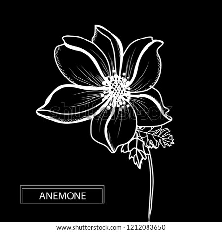 Decorative anemone flower, design element. Can be used for cards, invitations, banners, posters, print design. Floral background in line art style