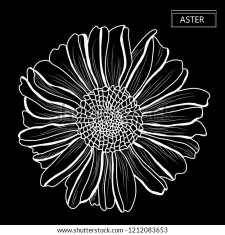 Decorative aster  flower, design element. Can be used for cards, invitations, banners, posters, print design. Floral background in line art style