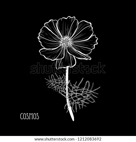Decorative cosmos flowers, design elements. Can be used for cards, invitations, banners, posters, print design. Floral background in line art style