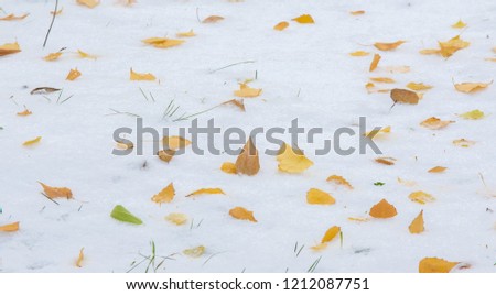 The first snow, late autumn, autumn leaves on the snow. snowfall, snow, fall of snow, scurry.