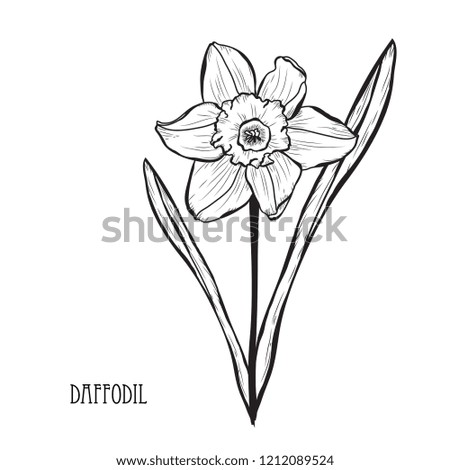 Decorative daffodil flowers, design elements. Can be used for cards, invitations, banners, posters, print design. Floral background in line art style